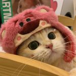 叶晓雯的头像-熵减岛