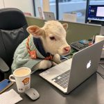 地热开发者的头像-熵减岛