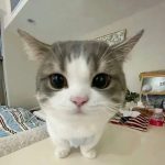 欧阳雪的头像-熵减岛