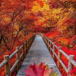 邱道长的头像-熵减岛