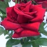 RoseWu的头像-熵减岛