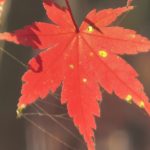 双碳小子的头像-熵减岛