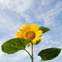 泡泡小企鹅的头像-熵减岛