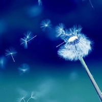 灰松鼠的头像-熵减岛